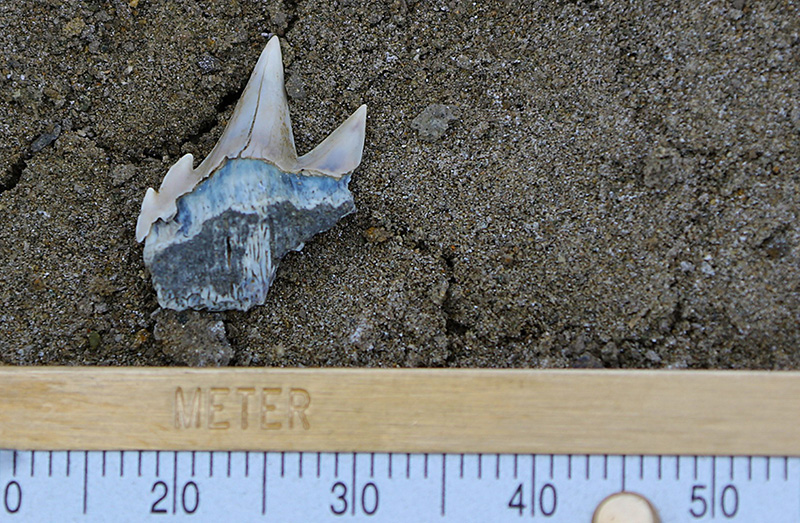 Scientists measure a small shark tooth, one of the many prehistoric vertebrate fossils recovered