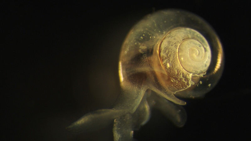 A sea snail, magnified about 50 times