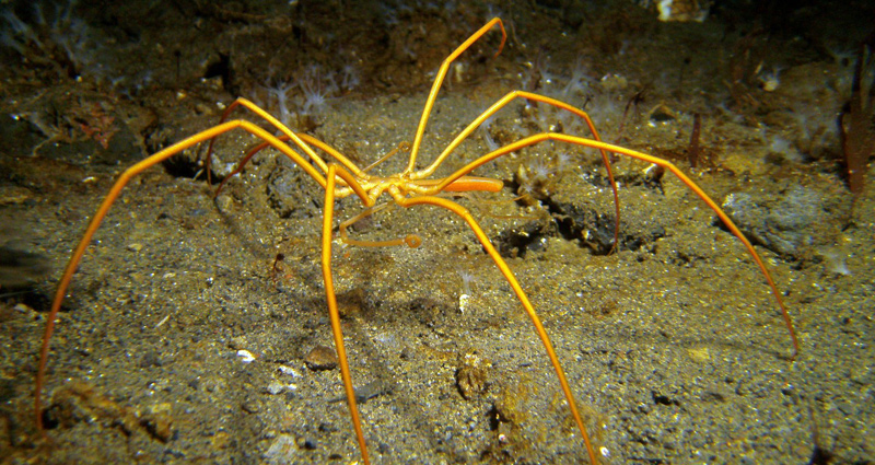 A giant Sea Spider walks along the bottom of McMurdo Sound