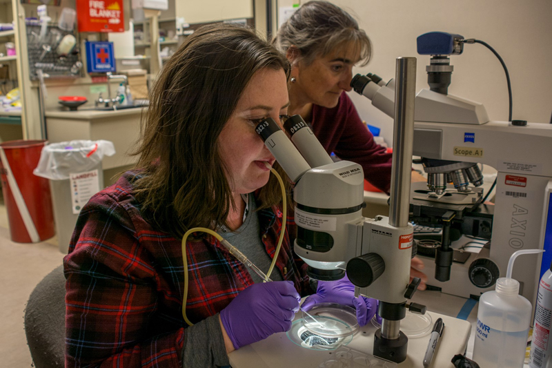 Student Ana Lyons (foreground) uses suction tweezers to move microorganisms around under the microscope