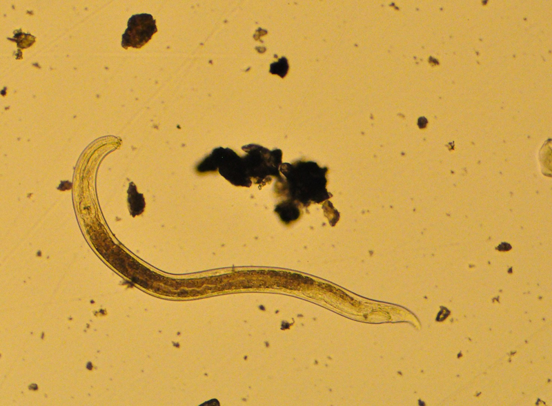 The nematode as it appears under the microscope