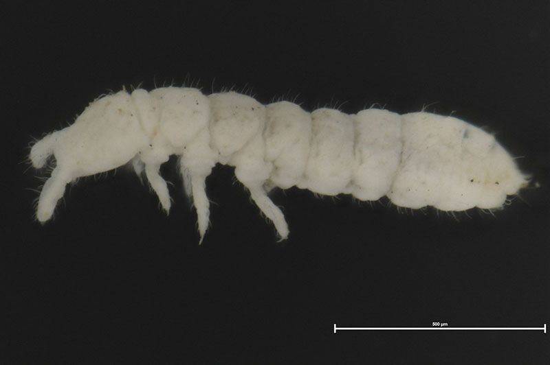 A close-up image of Tullbergia mediantarctica