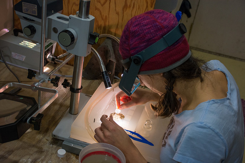 Amanda Andreas separates foraminifera from the seafloor sediment.
