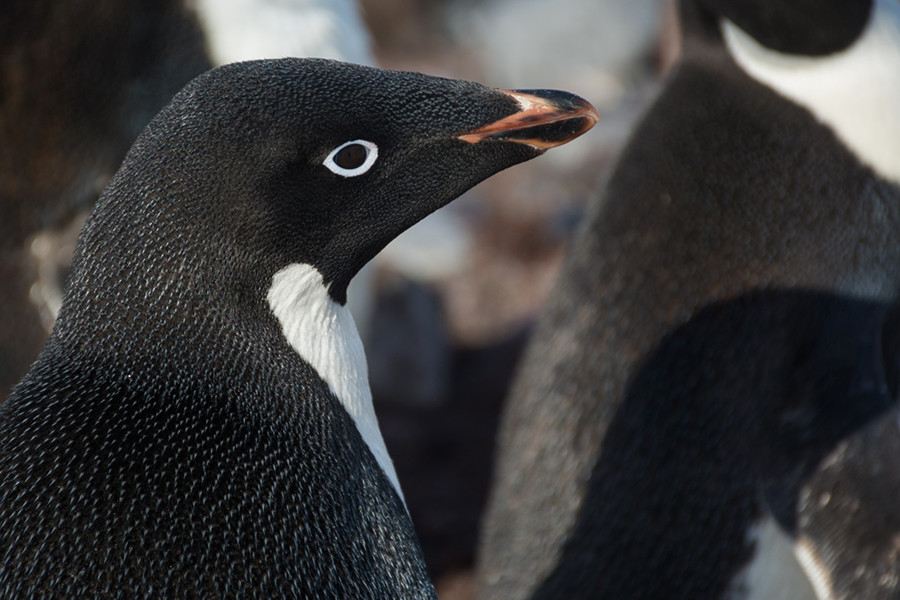 Adelie penguin populations, like this one at Cape Crozier, are the focus of ornithologist David Ainley and his teams research