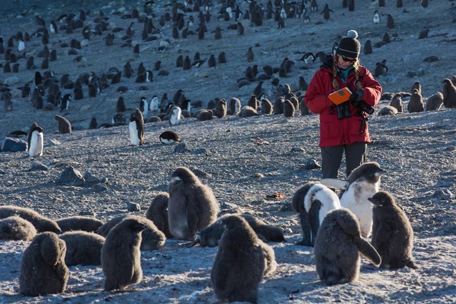 Researcher Emily Burke writes down a note after observing penguin chicks at Cape Crozier