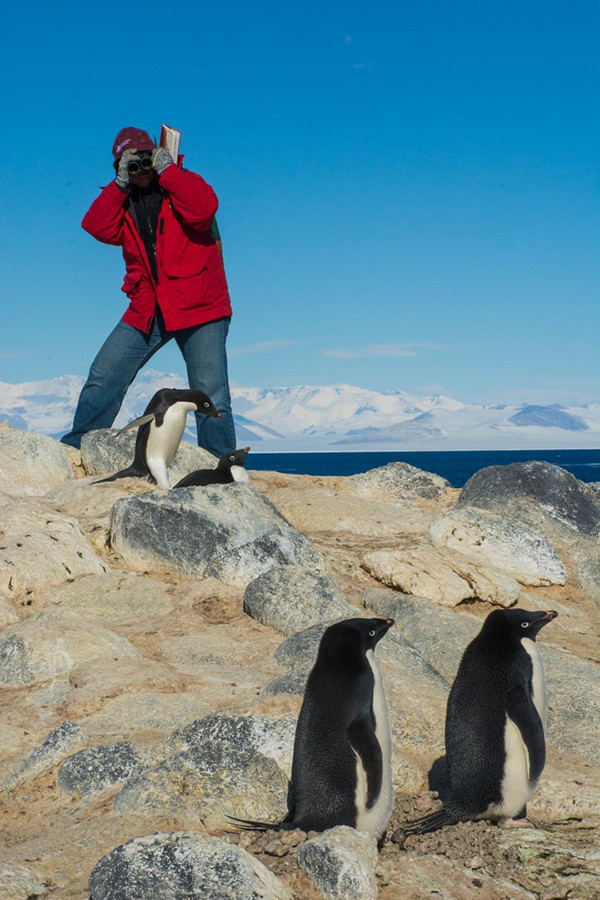 Researcher Katie Dugger observes Adelie penguins at Cape Royds
