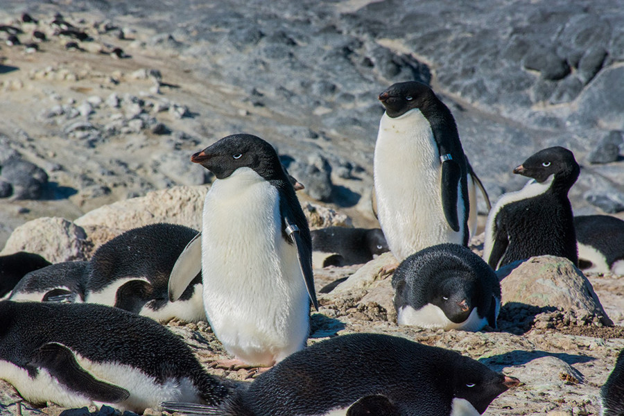 Analog penguin tags help researchers keep track of the overall penguin population and their behavior