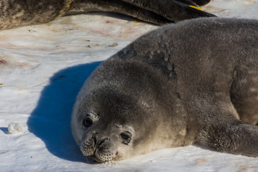 A baby Weddell seal lounges on top of the sea ice