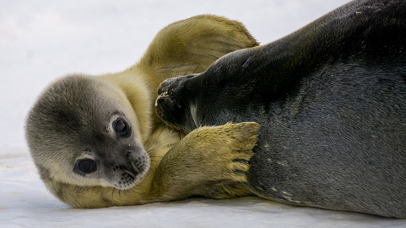 A newborn seal bonds with its mother. NMFS Permit 21158.