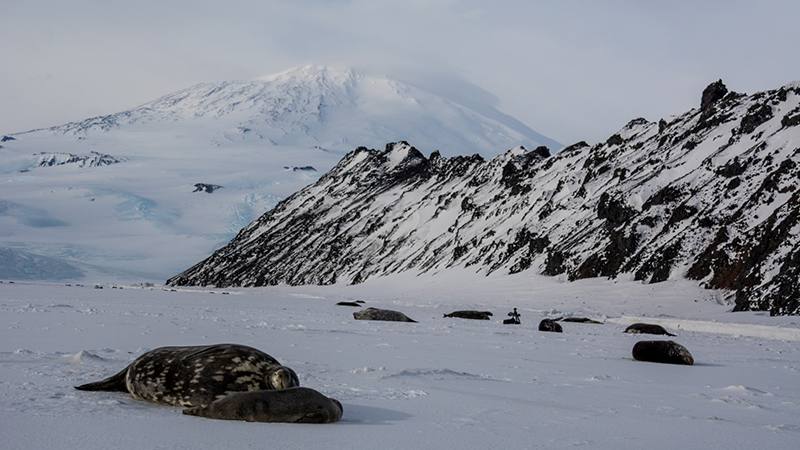 A mother and her pup lay on the sea ice at the Big Razorback seal colony. NMFS Permit 21158.
