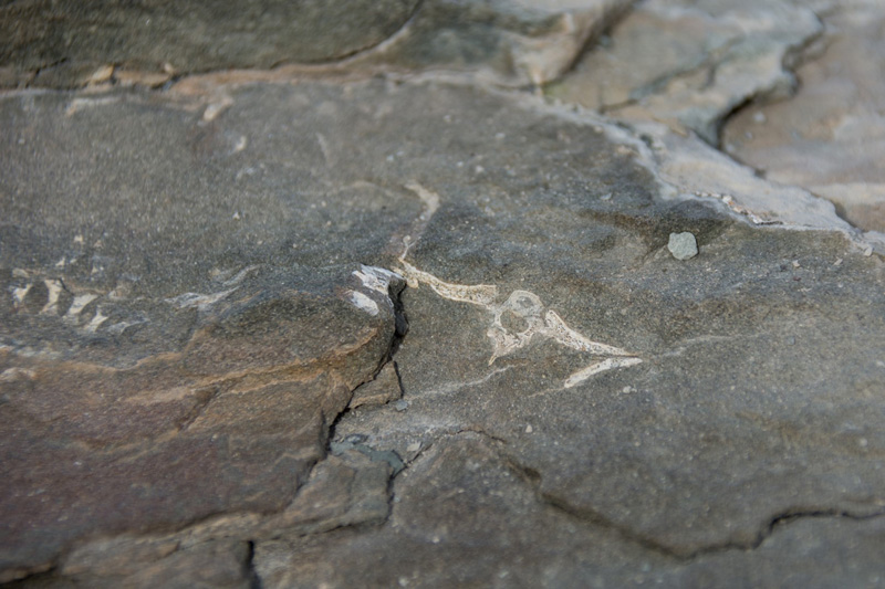 The fossilized bones of a small lizard-like creature from about 250-million years ago