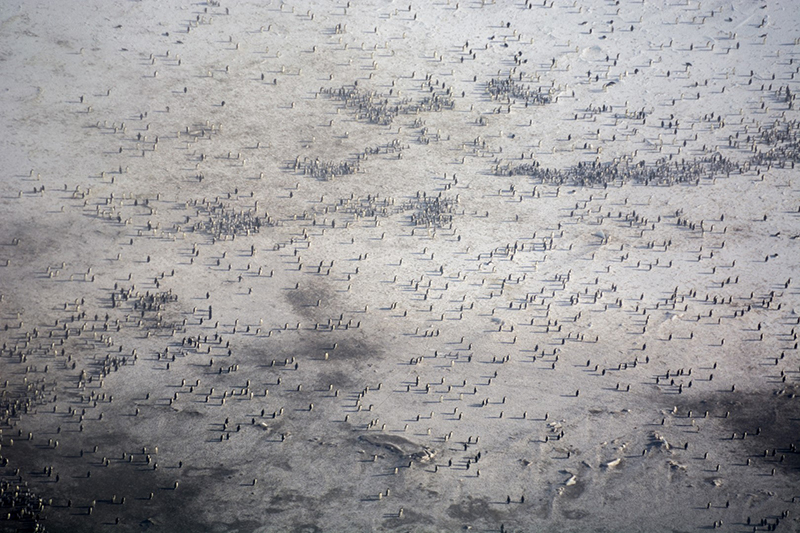 The team will stitch together hundreds of zoomed in photos like this to create detailed images of each of the colonies and meticulously count every penguin in them to get an accurate count and compare that to satellite counts.
