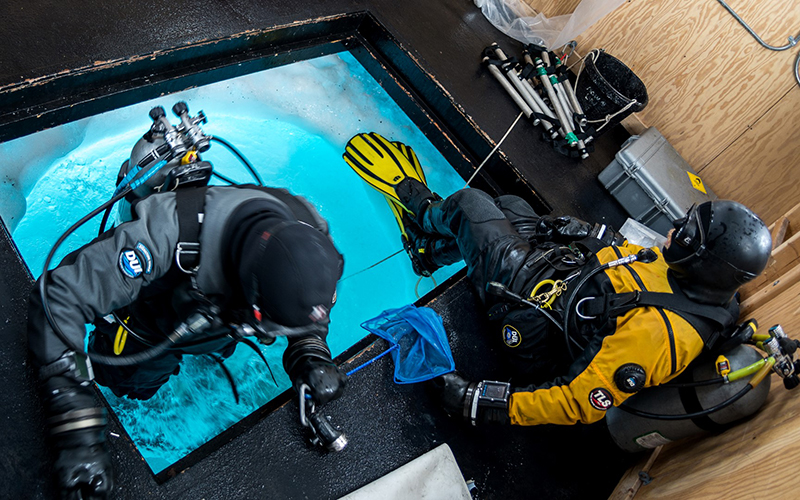 Equipped with his blue net, diver Tom Horn jumps through a hole in the sea ice to gather fish specimens, while Rob Robbins prepares to follow.