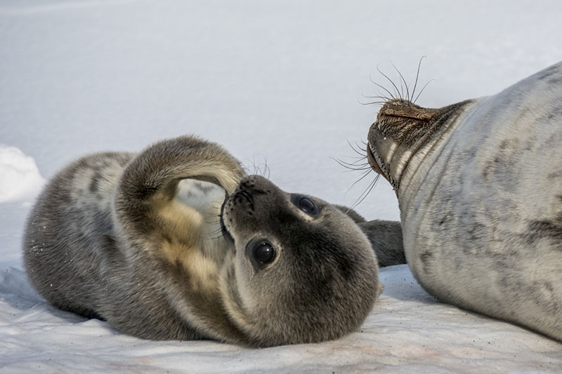 When baby seals are first born, they are covered in soft fuzz called lanugo fur