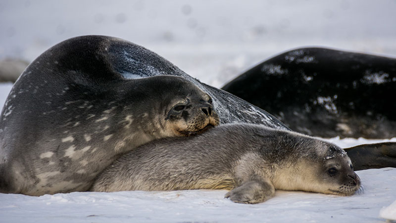 A mom and her pup bond in a seal colony at Big Razorback island