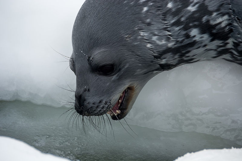 A Weddell seal contemplates jumping into the cold Antarctic water