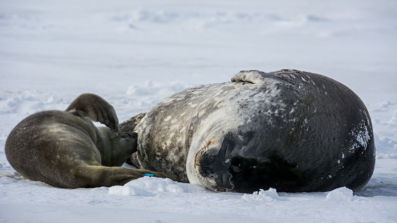 A seal pup nurses from its mother
