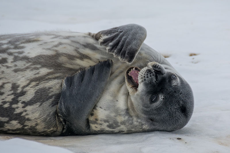 A young seal pup plays with its flippers on the ice near Turtle Rock