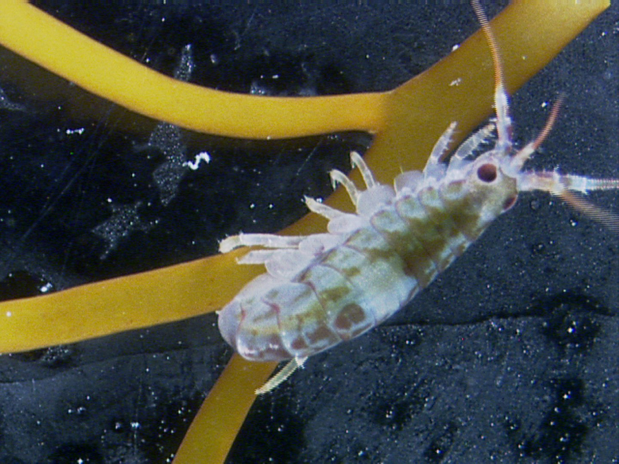 Gondogeneia antarctica is one of the main species of amphipods living in the ocean waters around Palmer station. 