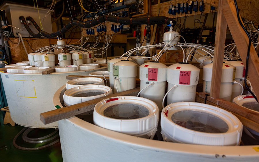 In Palmer Station’s aquatic lab, numerous tanks contain different species of amphipods under different simulated future ocean conditions.
