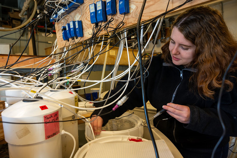 Hannah Oswalt checks the temperature of the tanks containing the amphipods within.