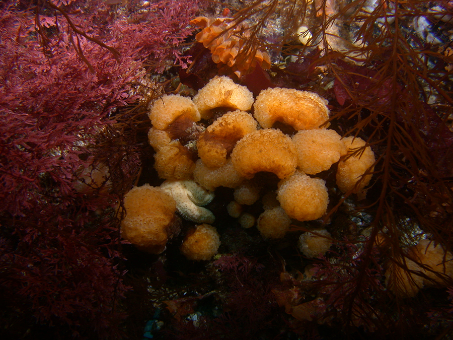 The sea squirt that produces palmerolide, an anti-cancer compound that targets melanoma cells. 