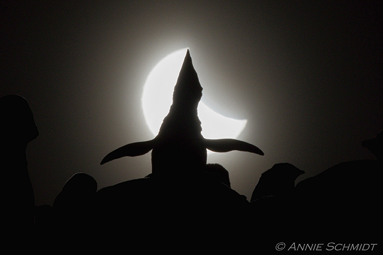 A male Adelie penguin vocalizes during the partial solar eclipse. 