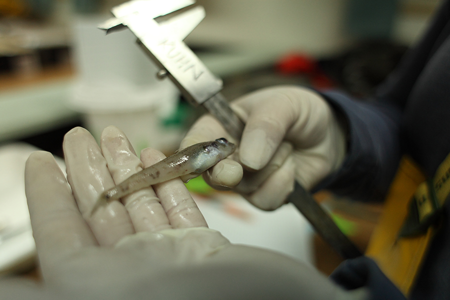 A small fish is analyzed by biologists on board the research vessel Laurence M. Gould. 