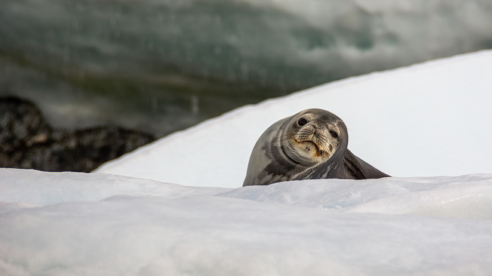 A Weddell seal peers over a ridge of ice in Cierva Cove along the Antarctic Peninsula. Though awkward on land, Weddell seals are graceful swimmers and can hold their breath underwater for nearly an hour and half.