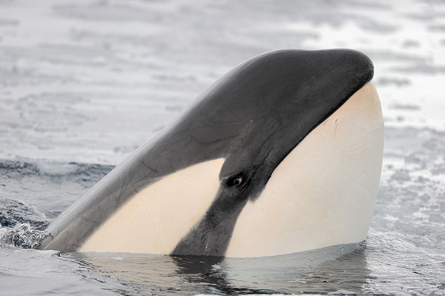 A killer whale in the Southern Ocean. 