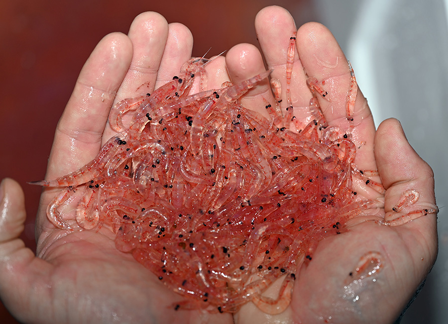 A handful of krill, tiny shrimp-like creatures.
