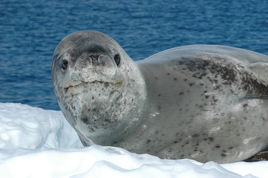 An adult leopard seal.