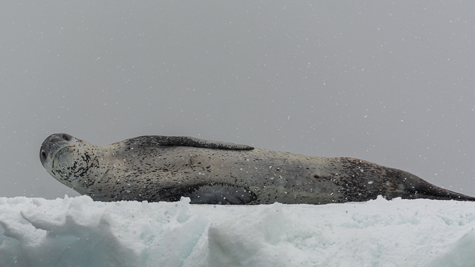 A leopard seal lying on an iceberg in the falling snow looks around.