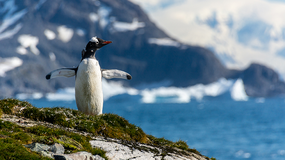 A molting Gentoo penguin flaps its wings on a patch of moss near the coastline at Cierva Point along the Antarctic Peninsula.