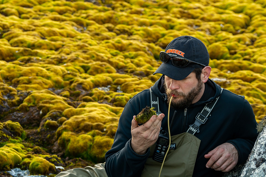 J.D. Gantz takes a close look for any midge larvae in a clump of moss.