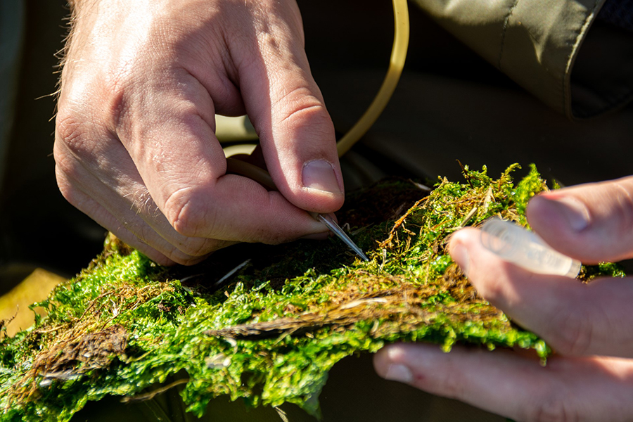 J.D. Gantz uses his suction aspirator to carefully remove a midge larvae from a clot of moss. 