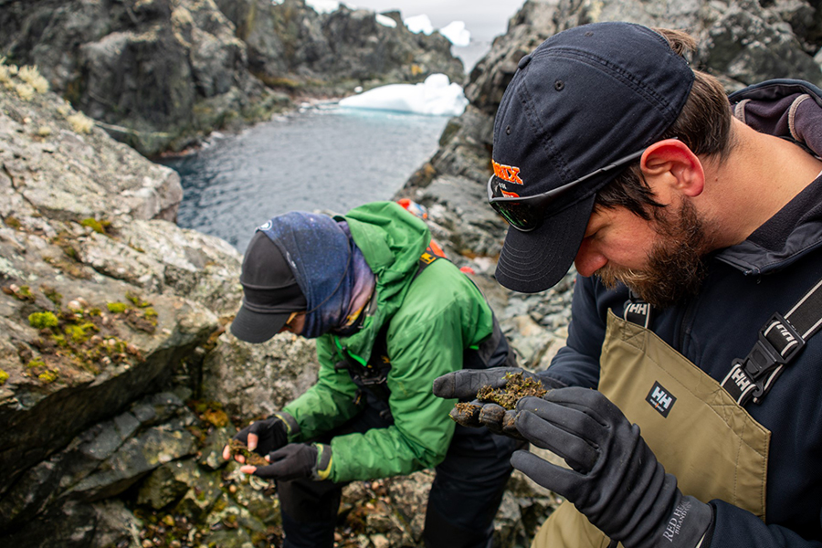Laboratory technician Diane Hutt (left) helps J.D. Gantz look for midges one of the Melchior islands along the Antarctic Peninsula. 