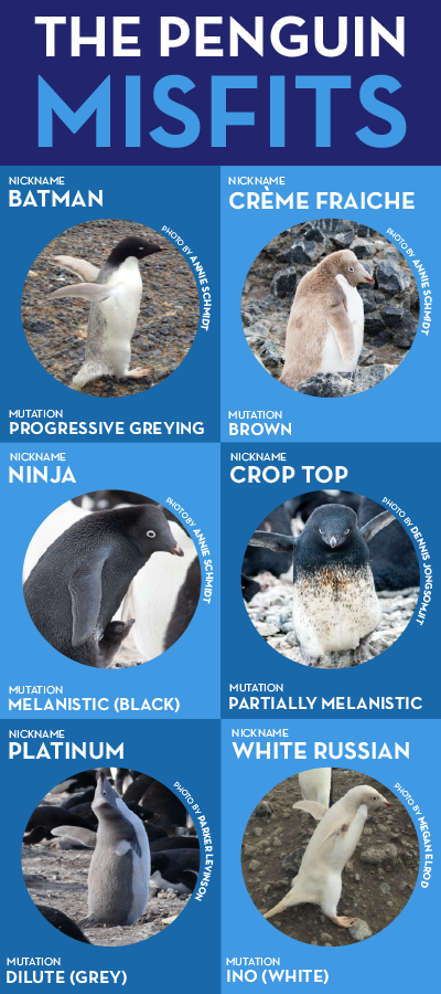 Some of the penguin misfits seen at Cape Crozier from October 2019 to January 2020. 