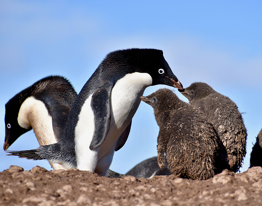 Penguins normally have black-and-white countershading to help them blend in while foraging for food in the ocean. This photo shows a normal-colored penguin with two downy chicks who haven't yet developed their tuxedo-style coloring. 