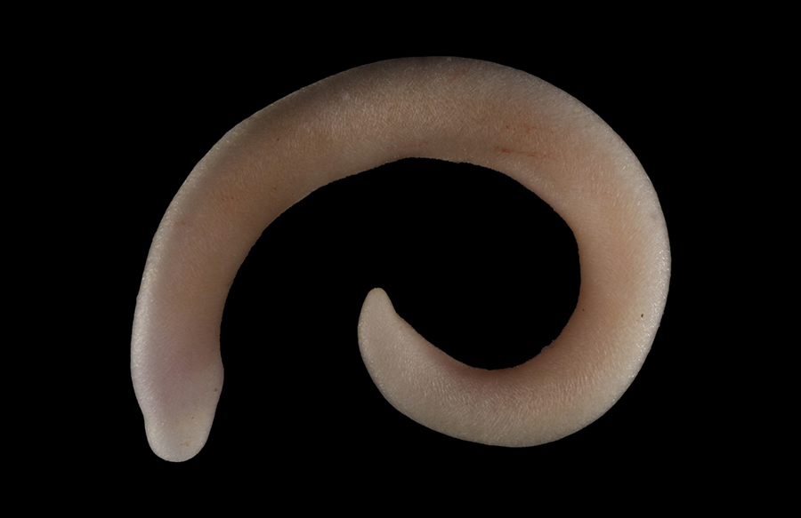 A proneomenia, one of the worm-like aplacophorans Kevin Kocot and his team collected off the coast of Antarctica.