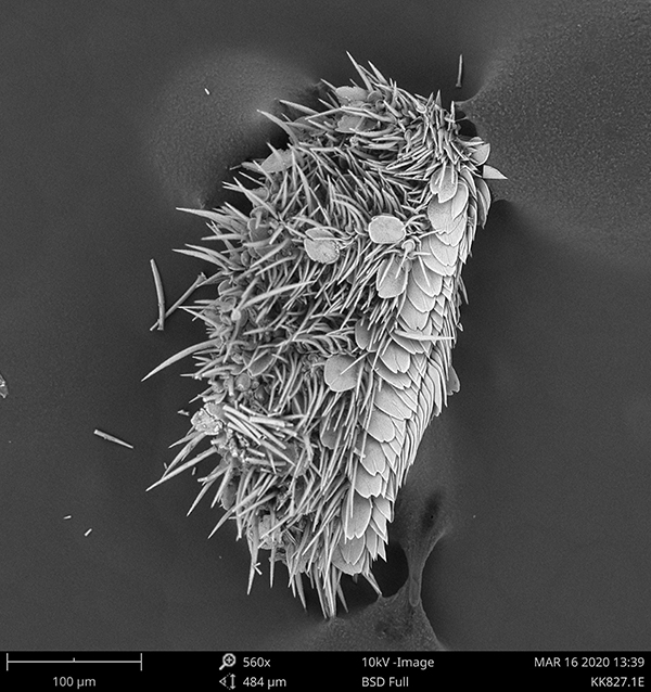 An electron-microscope image of a tiny aplacophoran, covered in tiny but pronounced calcified spines. 