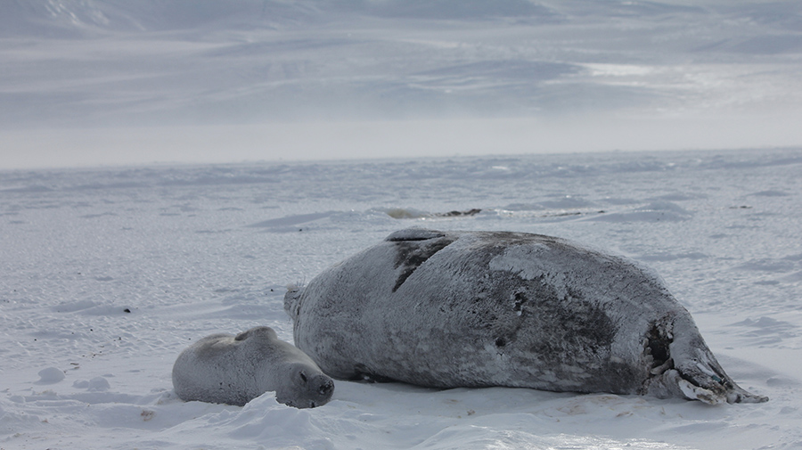 A mom and baby Weddell seal rest on the sea ice.
