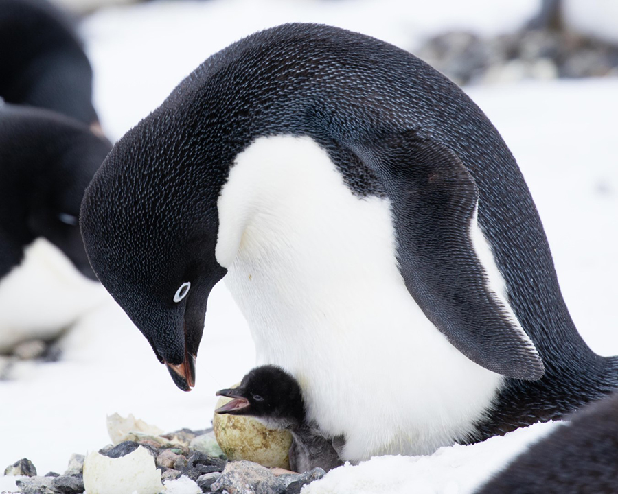 An adult Adélie penguin stands over its chick to keep it warm. The team hopes to develop a machine-learning algorithm to count all of the penguins and chicks in their all-colony images. 