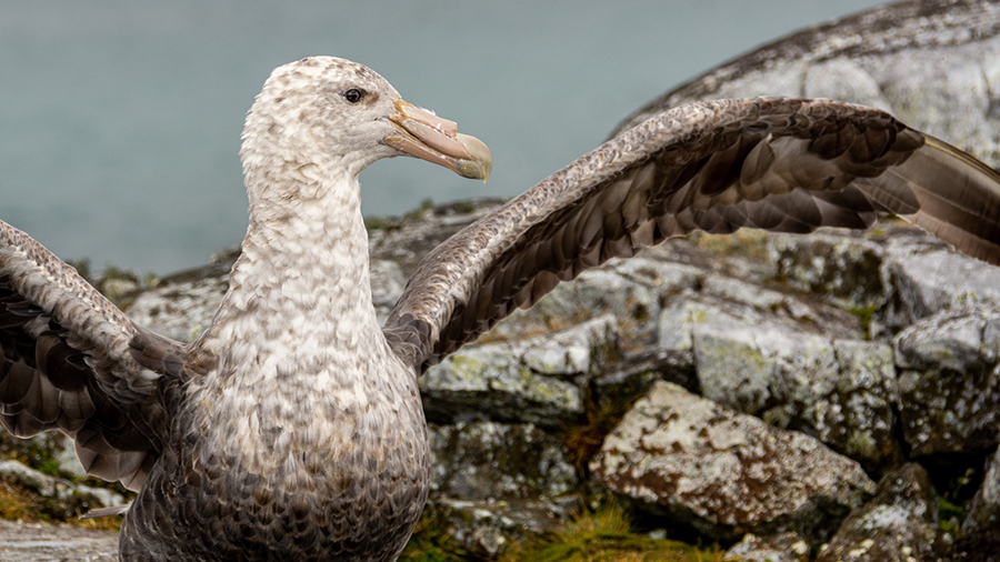 A giant southern petrel spreads its wings on an island near Palmer Station.