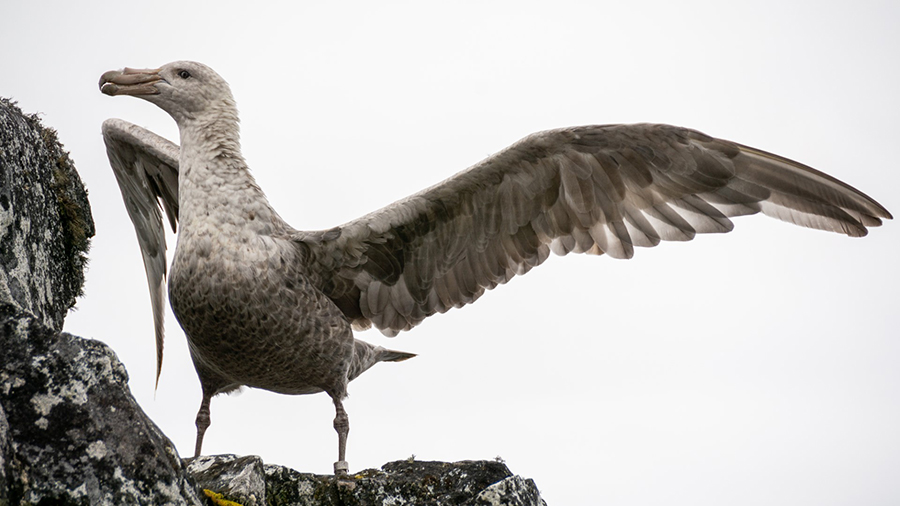With a more than 6-foot wingspan, southern giant petrels can fly vast distances but only exert a small amount of energy.