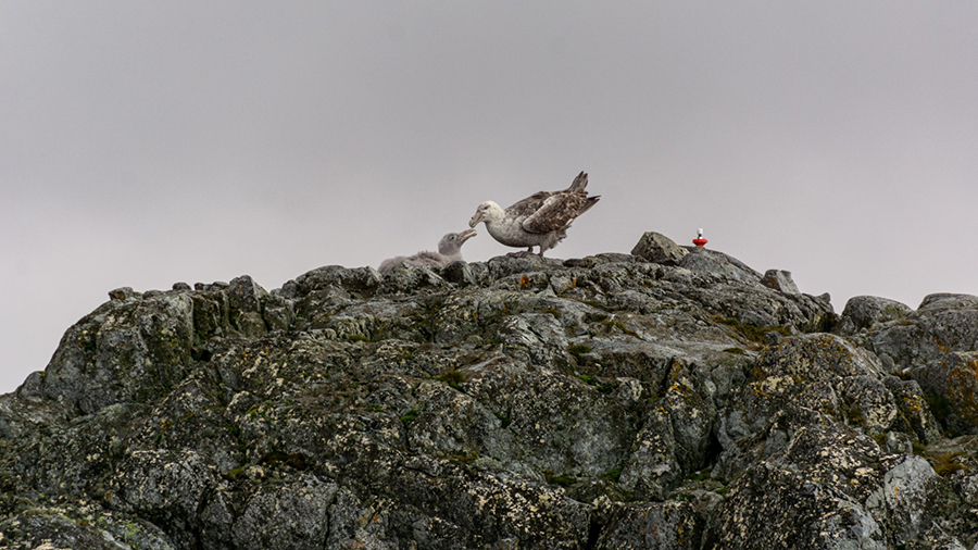 A giant southern petrel parent tends to its chick atop a ridge near Palmer Station. The petrels prefer to make their nests on top of peaks like this one.  