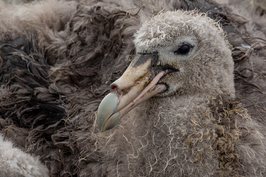 A giant southern petrel chick covered in down feathers nests in a rocky area near Palmer Station.  