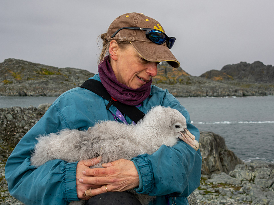Donna Fraser gingerly picks up a giant southern petrel chick so as not to alarm it, a technique she's perfected over years of working with them. 