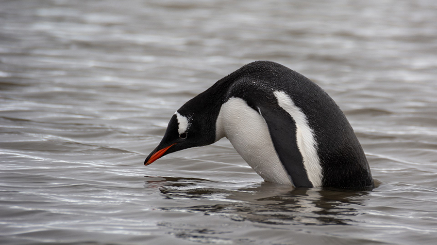 A Gentoo penguin hunts for fish. Over the last thirty years, Gentoo and chinstrap penguins, species acclimated to warmer climates, have moved into areas once occupied by Adélie penguins who are dependent on icy conditions. 