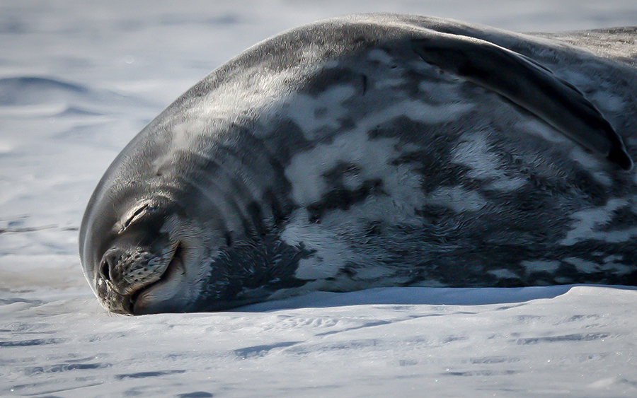 A Weddell seal naps on the sea ice in McMurdo Sound.  